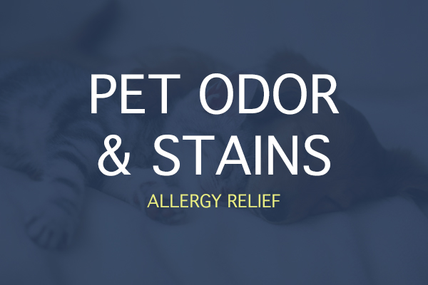 Pet odor and stains
